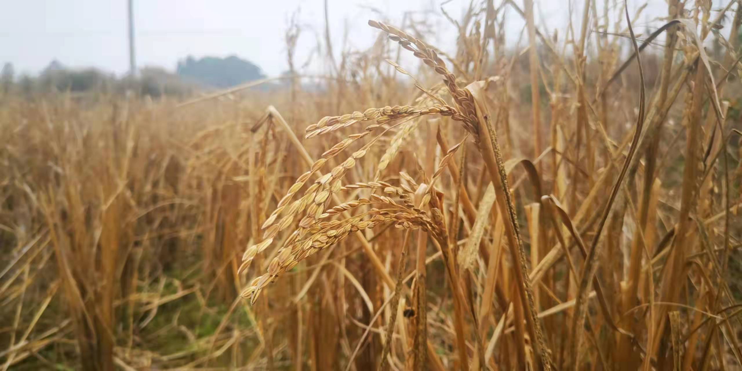 開(kāi)挖耕地建房、挖砂、養(yǎng)魚(yú)……這五起破壞耕地案被起訴了(圖3) 開(kāi)挖耕地建房、挖砂、養(yǎng)魚(yú)……這五起破壞耕地案被起訴了(圖3)