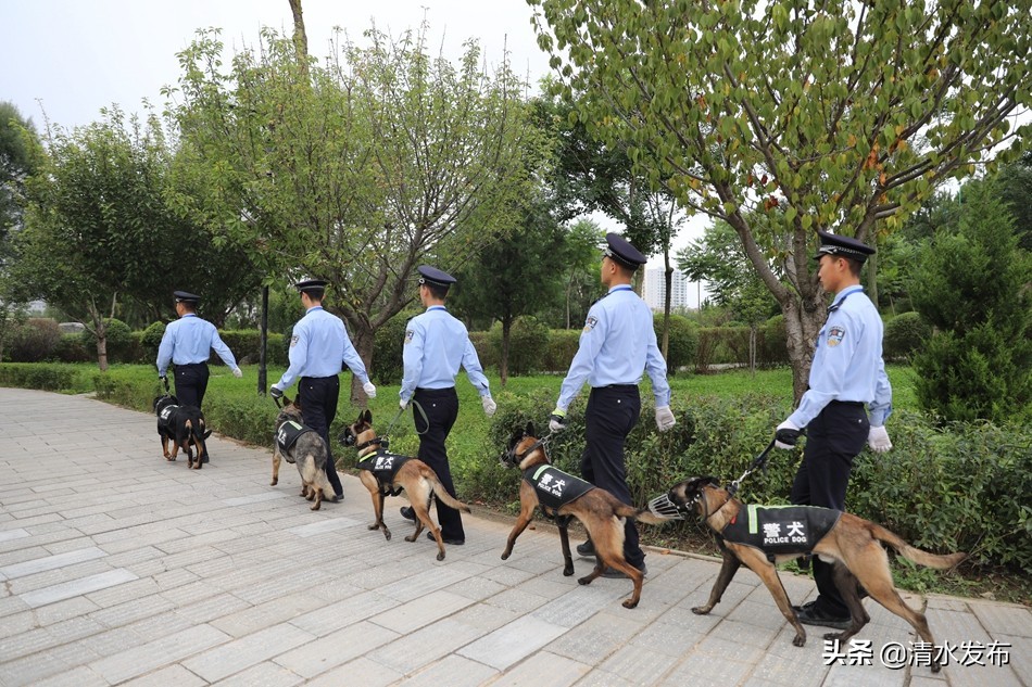 【向人民報(bào)告】數(shù)說2020,清水公安這份成績單請您查收!(圖9) 【向人民報(bào)告】數(shù)說2020,清水公安這份成績單請您查收!(圖9)