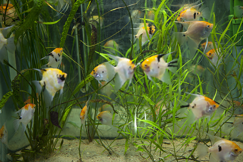清潔魚缸小妙招，快來學習這幾招吧！(圖3)