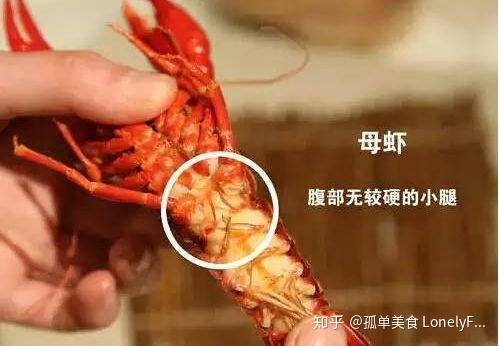 小龍蝦價格飛漲，吃貨哭著也要吃！(圖15)