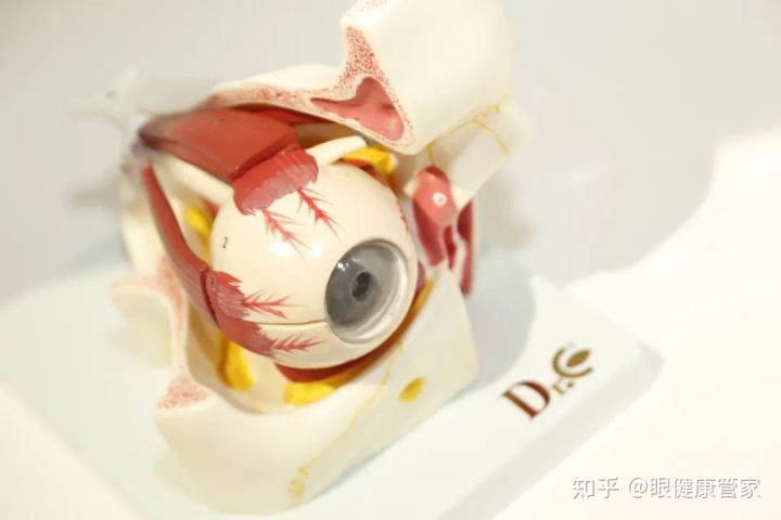 貴州省視光學會會長朱健華一行走進貴州首家眼?科普館參觀考察(圖5) 貴州省視光學會會長朱健華一行走進貴州首家眼?科普館參觀考察(圖5)