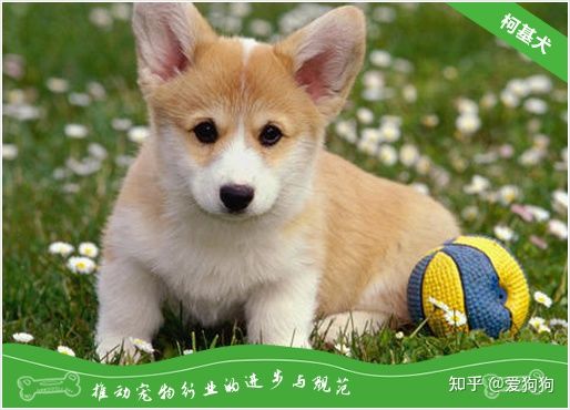 柯基犬價格多少錢一只？柯基犬報價(圖1)