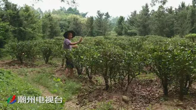 潮州鐵鋪溪流發黃淤泥堆積,都是洗砂場惹的禍(圖4)