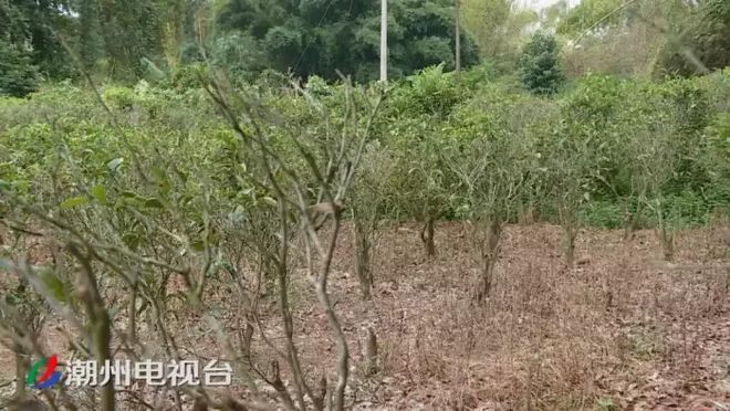 潮州鐵鋪溪流發黃淤泥堆積,都是洗砂場惹的禍(圖5)