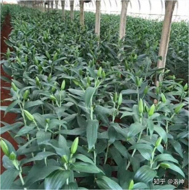 昆明斗南花市營(yíng)業(yè)時(shí)間、春節(jié)營(yíng)業(yè)時(shí)間、斗南花市地址、旅游攻略(圖9) 昆明斗南花市營(yíng)業(yè)時(shí)間、春節(jié)營(yíng)業(yè)時(shí)間、斗南花市地址、旅游攻略(圖9)