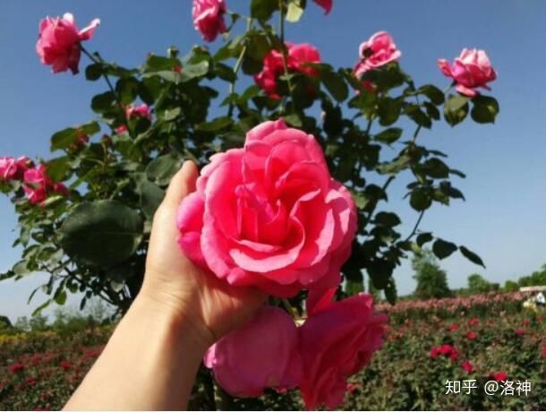 昆明斗南花市營(yíng)業(yè)時(shí)間、春節(jié)營(yíng)業(yè)時(shí)間、斗南花市地址、旅游攻略(圖10) 昆明斗南花市營(yíng)業(yè)時(shí)間、春節(jié)營(yíng)業(yè)時(shí)間、斗南花市地址、旅游攻略(圖10)